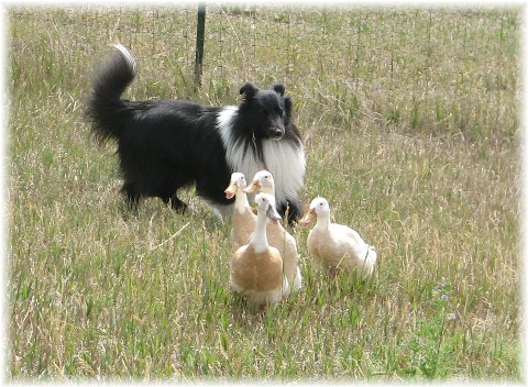 jettherdducks